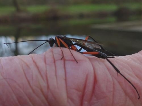Exetastes calobatus